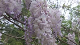 Stately Hyland Manor's backyard Wisteria Wonderland!