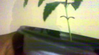New Grow Update 4
