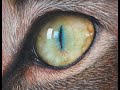 Catseye in pastel