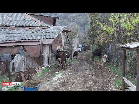 Սյունիքի մարզի Դավիթ Բեկ գյուղի արոտավայրերը մնացել են թշնամու վերահսկողության տակ