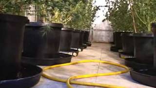 Tour this underground marijuana farm found in DeLeon Springs