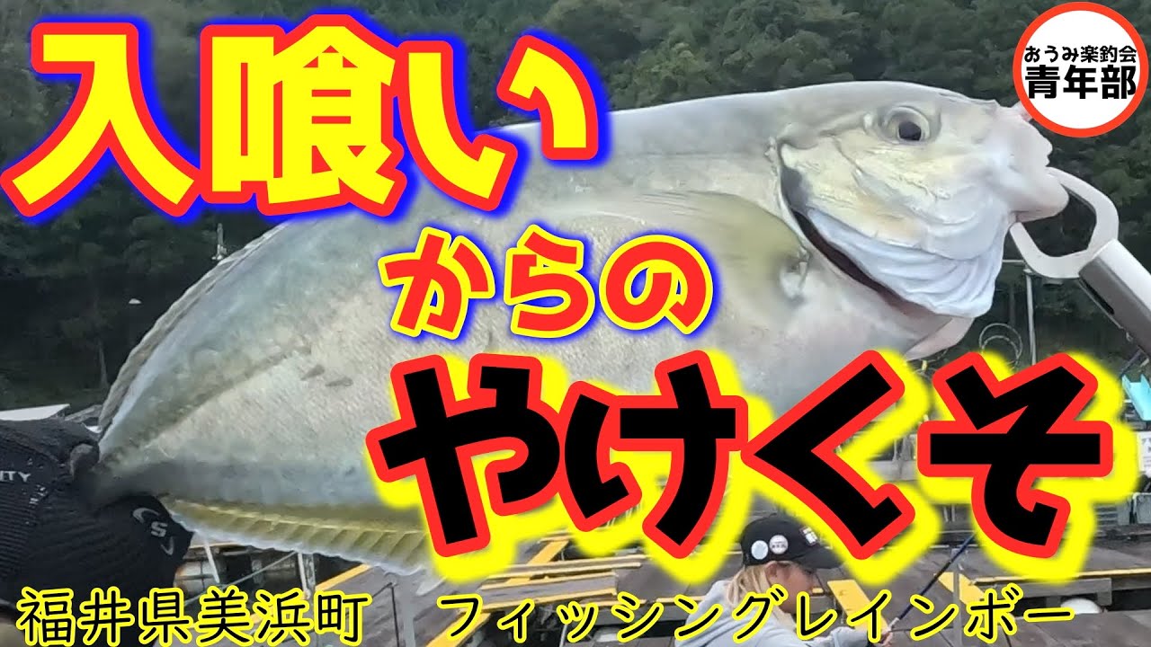 【釣り・海上釣堀】プライドなんて捨ててやる！諦めの先のヤケクソツ抜け！＃がまかつファクトリーモニター＃AKB＃海上釣堀＃シマアジ