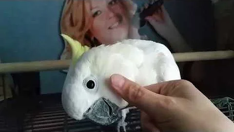Какаду нравится когда его гладят | Cockatoo likes to be stroked