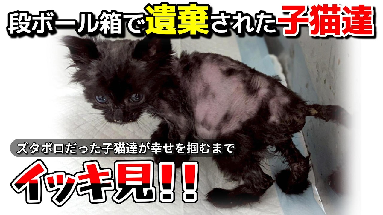 神戸保護猫】段ボールで遺棄された子猫たちをイッキ見！ - YouTube