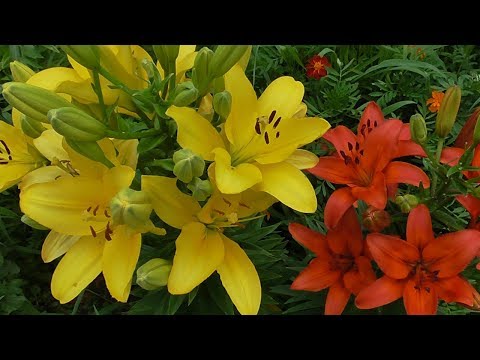 Видео: Увядающие лилии - Должны ли вы увядать цветы лилии в саду