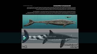 Temnodontosaurus trigonodon new size estimate in a nutshell