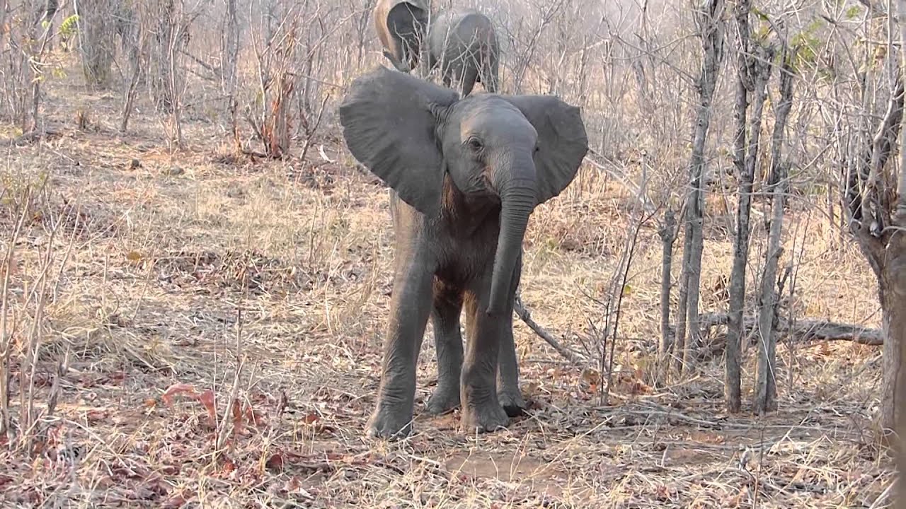 Baby Elephant Charges Safari Vehicle - YouTube