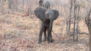 Baby Elephant Charges Safari Vehicle