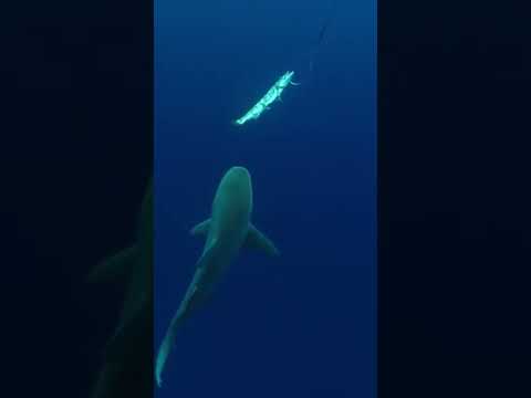 Wideo: Czy rekiny jedzą barakudy?