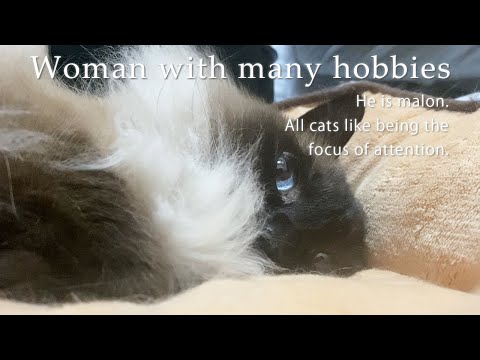 猫 遊ばない おもちゃ いつも猫を溺愛 ヒマラヤン マロンの日常