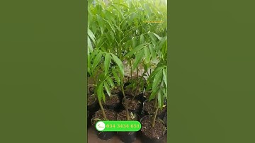 Giới thiệu giống cây cóc cày đẹp| Tiên Garden| 0343434651 #tiengarden