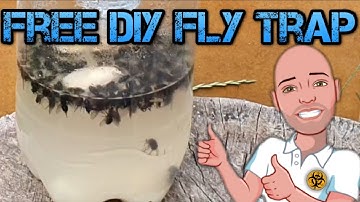 Free DIY fly trap simple and effective
