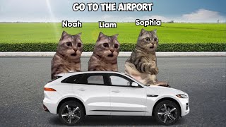 Funny Cat Memes Family