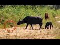 Buffalo Calf Escapes Leopard Only To Run Into a Lion