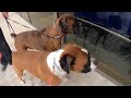 Taking Two 4 Yr Old Boxers To Petsmart For Very First Leash Training Session | M&amp;M