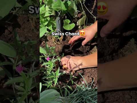 Did You Know You Can Still Grow Something In The Garden This Fall Garden Fall Harvest