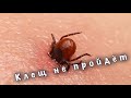 Пришло их время! Напоминаем про клещевую опасность!