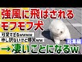 【2ch動物スレ】強風に飛ばされそうになったモフモフ犬→スゴイ顔になるｗｗｗほか【総集編】