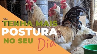 Criação Da Galinha Glz, Ovos, Produção E Envios.