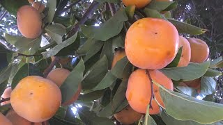 裸根柿子树苗地栽方法。                   Bare root fruit trees (persimmon) planted in the ground