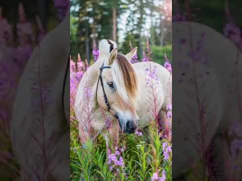 Самые красивые лошади❤️💓😊🐎