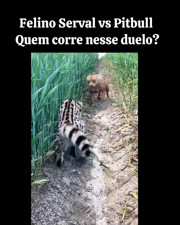 Felino Serval vs Pitbull Quem corre nesse duelo? animals elefante