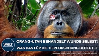 SUMATRA: Das haben Forscher noch nie gesehen! Verhalten von Orang-Utan wirft neue Fragen auf