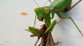 Ты меня снимаешь? ужин богомола/ mantis dinner/ 螳螂晚餐/ カマキリの夕食