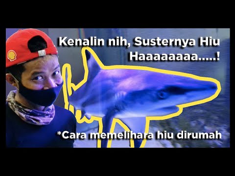 Video: 7 Ikan Hiu Aquarium Air Tawar, Perilaku, dan Tips Merawatnya