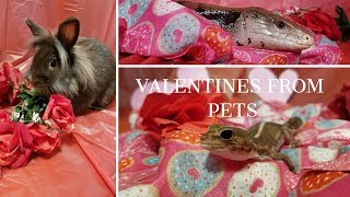 Valentines From Pets | Valentine's Day Animal Photoshoot