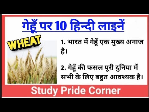 wheat essay in hindi language