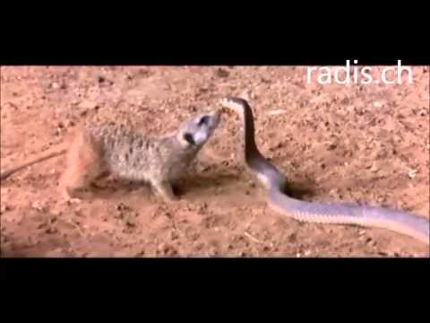 Video: Sind Meerkatzen gute Haustiere?