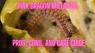 Pink Dragon Millipede (Desmoxytes planata): Pros, Cons, and Care Guide