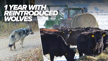 Colorado began reintroducing wolves 1 year ago. These are the struggles and triumphs of that year.