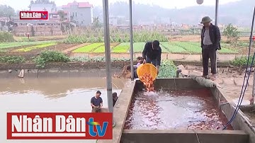 Làng cá chép đỏ tất bật vào vụ thu hoạch