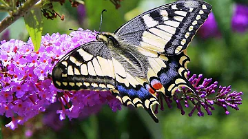 Butterflies and Flowers - 1 Hour Nature Meditation with Soothing Music