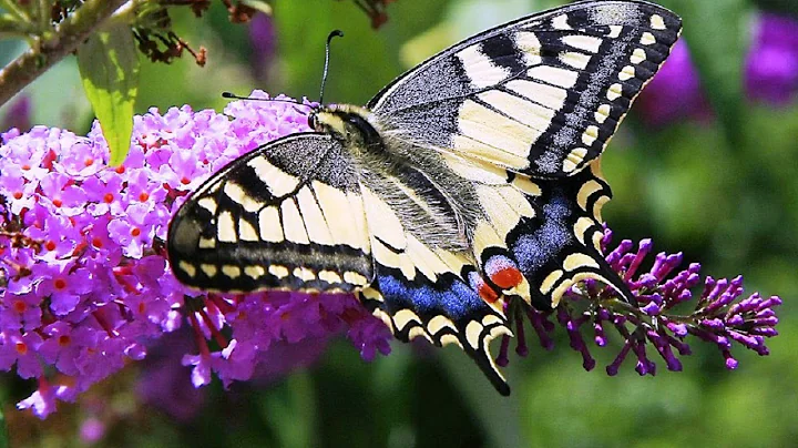 Butterflies and Flowers - 1 Hour Nature Meditation with Soothing Music - DayDayNews