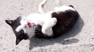 島到着後すぐ第一発見猫に熱烈な歓迎を受ける