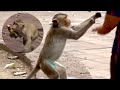 Monkeys Attacking People Overrun Thai City