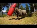 Angry Ram vs punching bag -  5 minute extended version