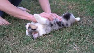 Blue merle female puppy one