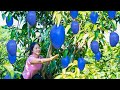 Harvest blue mango  goes to the market sell  cooking  live with nature  ly tieu van daily life