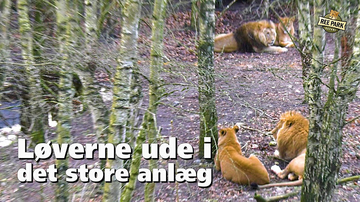 Løverne er flyttet i det store anlæg