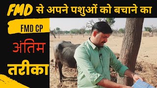 खुर पका मुंह पका रोग कभी नहीं होगा   fmd disease in animals Ramawat