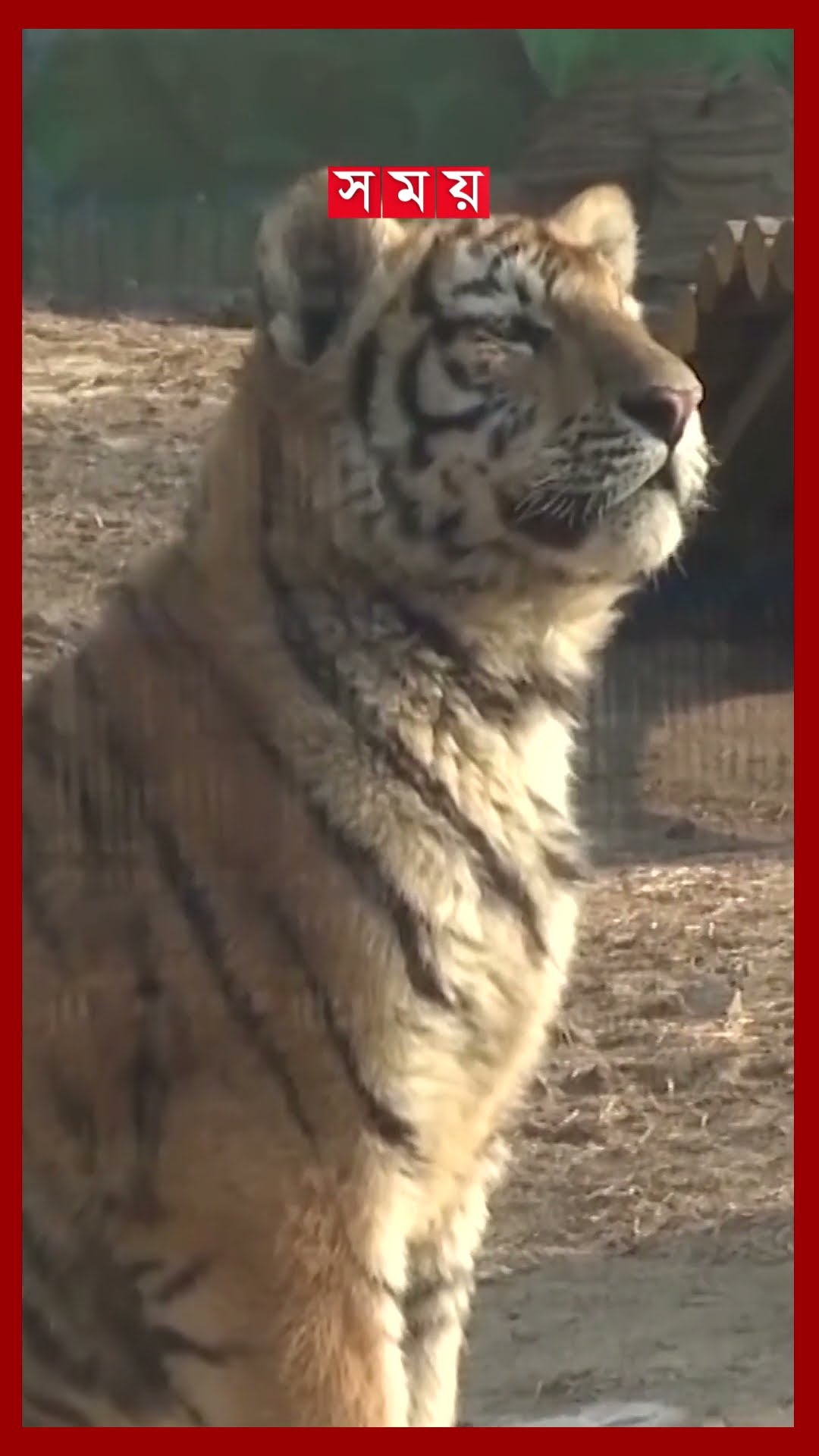 চীনে বরফের মাঝে বাঘের খুনসুটি #tiger #china #shorts #somoytv