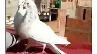 حمام من الجزائر : الحمام القورقيرو في سماء ولاية وهران مع المربي مراد الجزائري.Pigeon gorguero