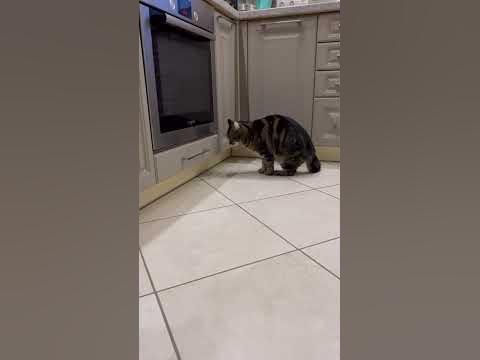 Вечерняя поверка 🐈 - YouTube