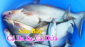 Săn Bắt Cá Ba Sa Cá Dứa Câu Mồi Xoài Chín Mà Nó Khoái Lắm Miền Tây Sông Nước / Kiềm Rapper