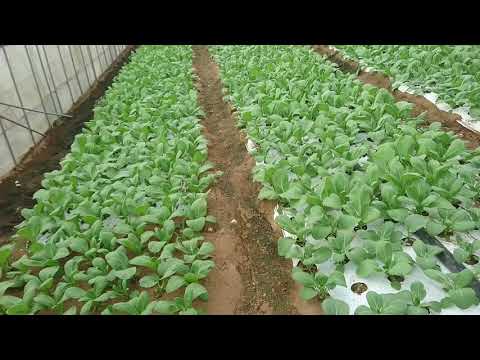 Video: Mulsa Kaca Di Kebun