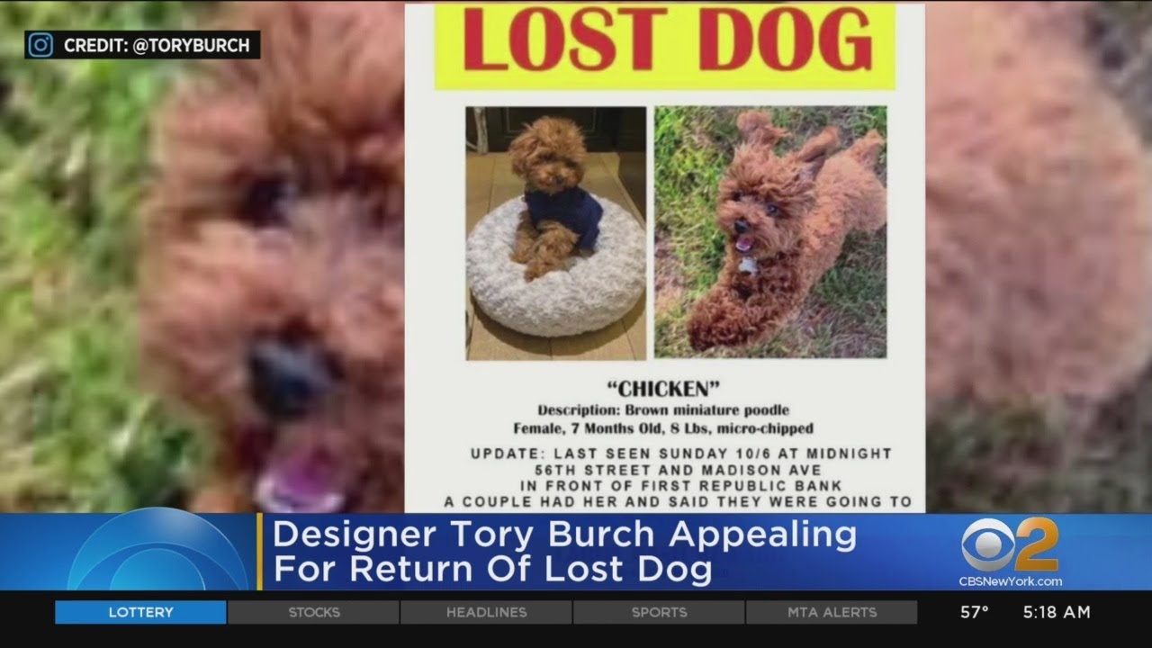 Tory Burch Trying To Track Down Lost Dog - YouTube